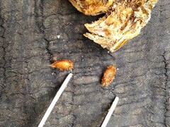 Dermestidae