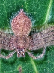Heteropoda