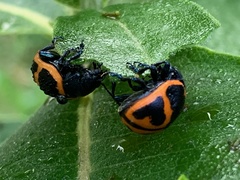 Labidomera clivicollis