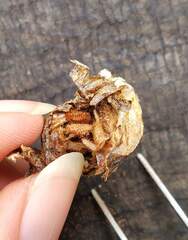 Dermestidae
