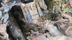 Ontholestes tessellatus