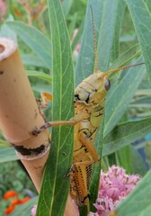 Melanoplus differentialis