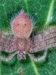 Heteropoda