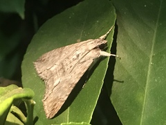 Melipotis acontioides