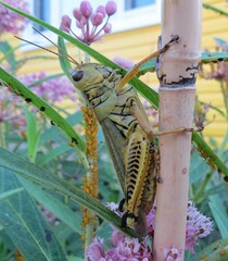 Melanoplus differentialis