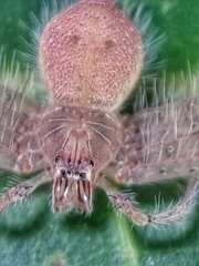 Heteropoda