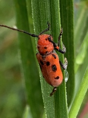 Tetraopes tetrophthalmus