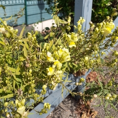Linaria vulgaris