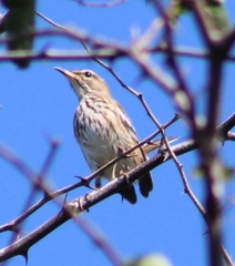 Cercotrichas leucophrys