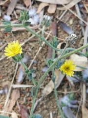 Helminthotheca echioides
