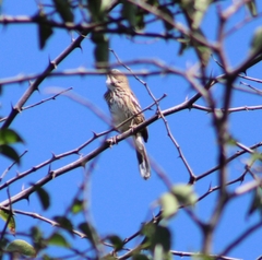 Cercotrichas leucophrys