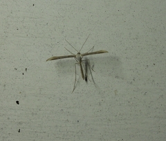 Emmelina monodactyla