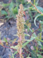 Amaranthus hybridus