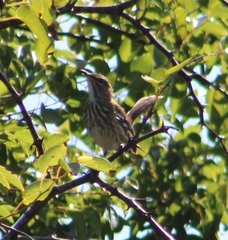 Cercotrichas leucophrys