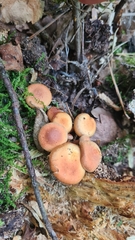 Kuehneromyces mutabilis