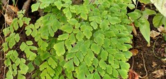 Adiantum tenerum