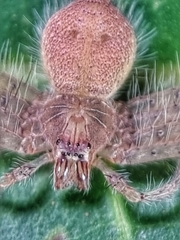 Heteropoda