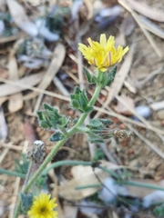 Helminthotheca echioides