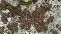 Umbilicaria