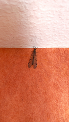 Distoleon tetragrammicus