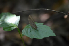 Satyrinae