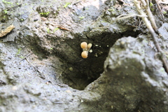 Fungi