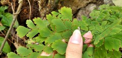 Adiantum tenerum