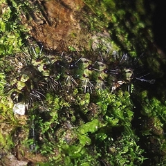 Lepidoptera