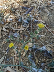 Helminthotheca echioides