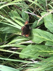 Erebia