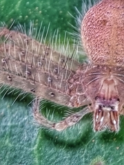 Heteropoda