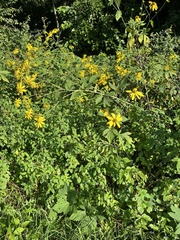 Helianthus divaricatus