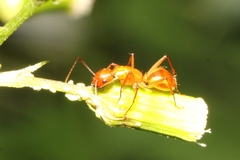 Camponotus castaneus