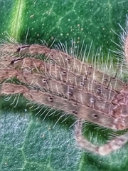 Heteropoda