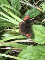 Erebia