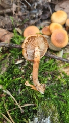 Kuehneromyces mutabilis