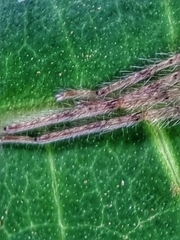 Heteropoda