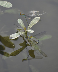 Pseudagrion rubriceps