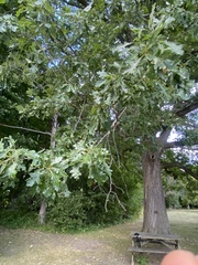 Acraspis quercushirta