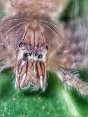 Heteropoda