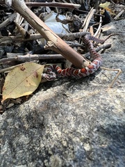 Lampropeltis triangulum