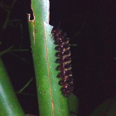 Lepidoptera