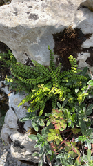Asplenium trichomanes