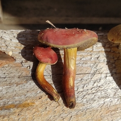 Hortiboletus