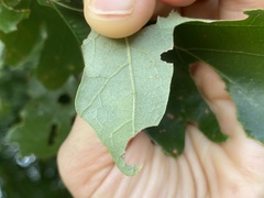 Acraspis quercushirta