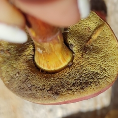 Hortiboletus
