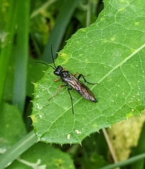 Tenthredo mandibularis