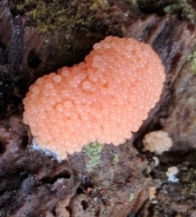 Tubifera ferruginosa