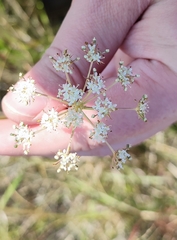 Cenolophium denudatum