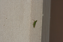 Rhynchomitra microrhina